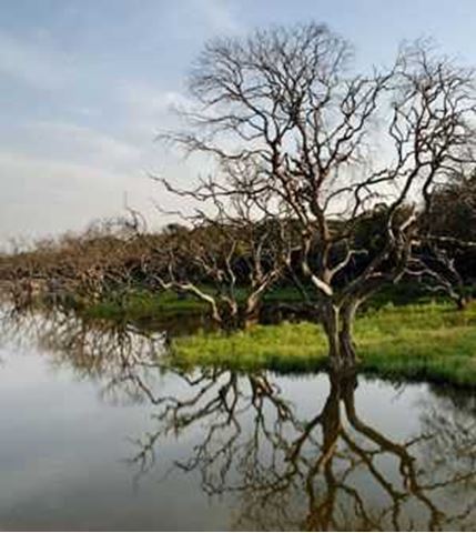 鹤之洲湿地公园