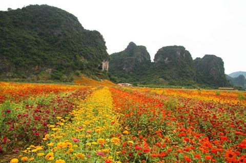 九龙小镇峰林花海